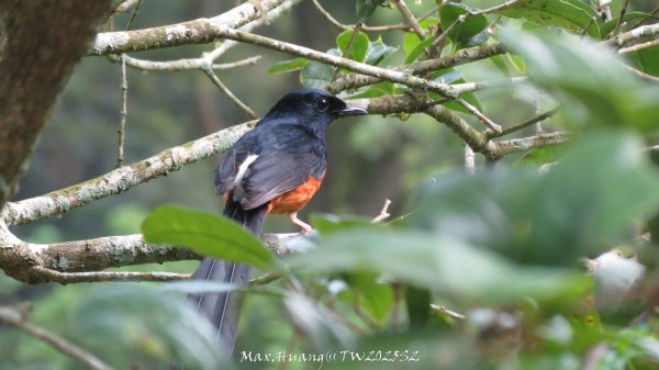 《苗栗》桐花茶園｜四月雪小徑登慈濟山三義山202504272771197