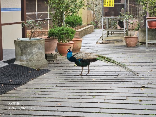 20260202徒步明德水庫大環湖2992474