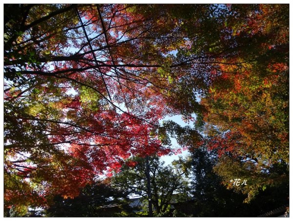 京都/東福寺的紅葉755236