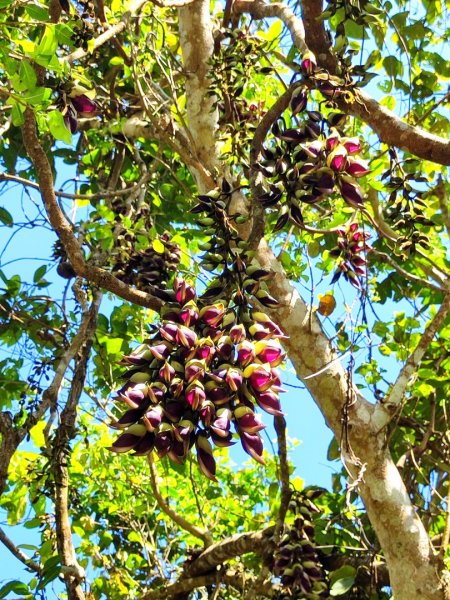 血籐大亂鬥3015543