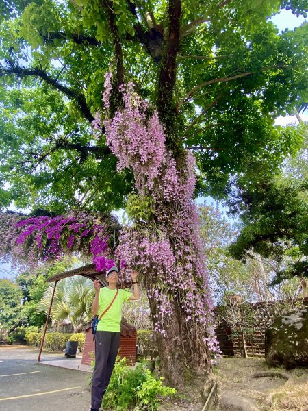 嘉義賞花趣--天宮石斛花瀑、竹崎公園花旗木    2021/4/141349428