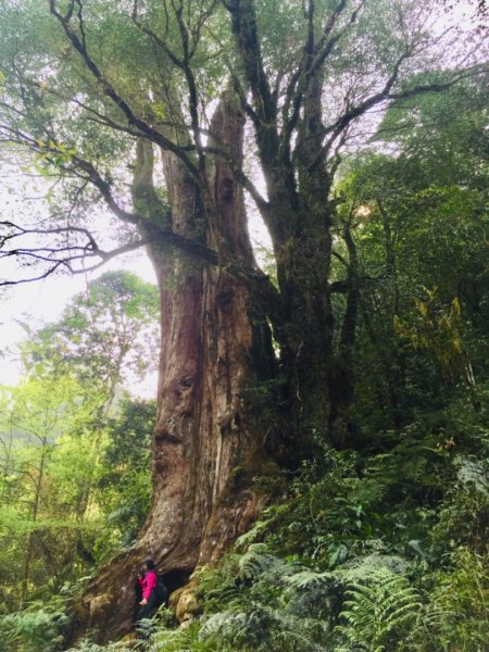 探訪特富野巨木群892516