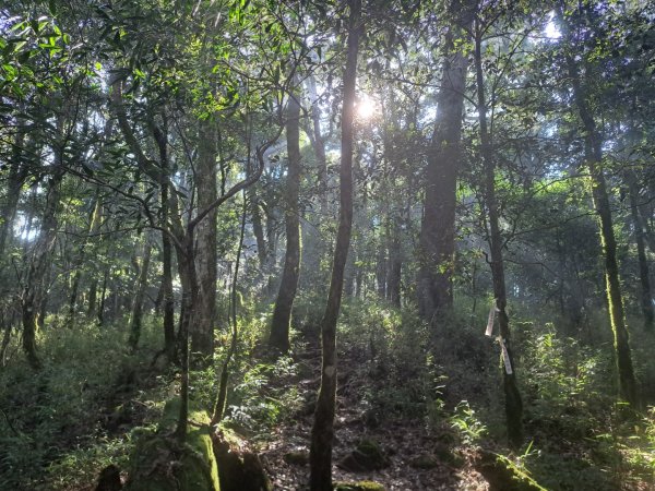 新竹十八尖山，飛鳳山，觀日坪，五指山，鵝公髻山步道3132047