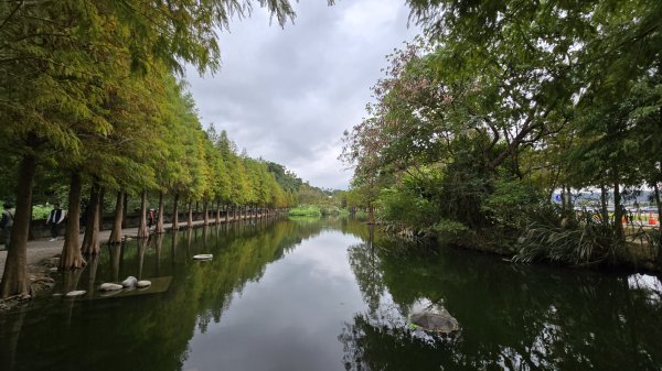 2024月眉落羽松季絕美登場，季節限定，免入園費免停車費，怎麼拍都美，不用出國就能拍繽紛大景。2668337