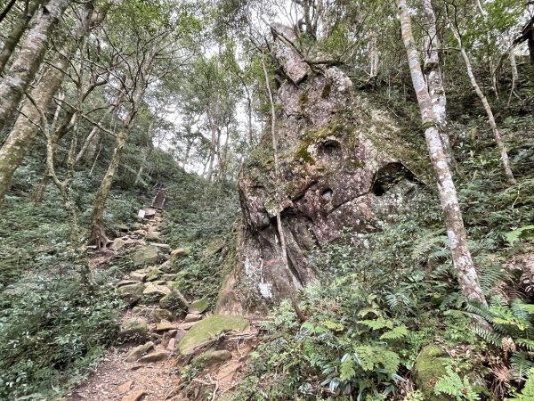 喜遇水晶蘭及翹距根結蘭-北得拉曼巨木步道11103101636066