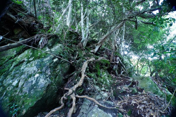 台中 和平 南松鶴山、八仙山、東松鶴山2877938