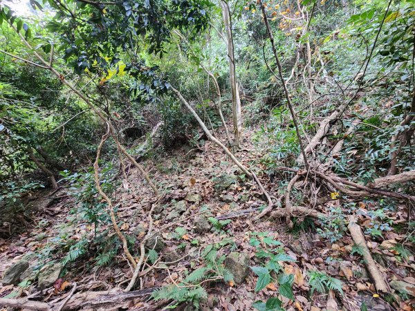 20241222二載山與大橫屏山南峰(追加鹽菜甕山、鹽菜甕下山)2721493