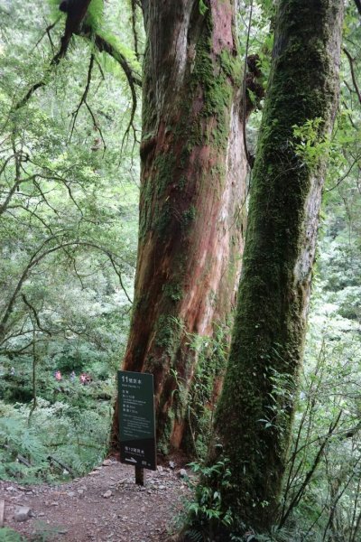 〔桃園復興〕拉拉山巨木，史詩級魔幻森林，75公頃紅檜 扁柏森林浴2237136
