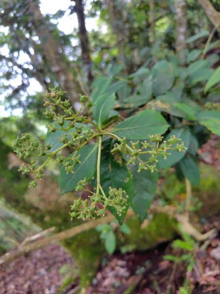 矢場谷山連走勃子山2804974