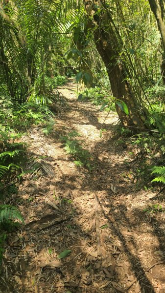 2025-0130溪和宮-大崎頭步道-鵝尾山-平溪步道-鵝尾山水田-42巷-溪山百年古圳-平菁步道2701874