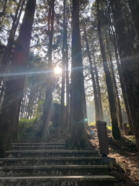 大塔山-阿里山櫻花季2458835