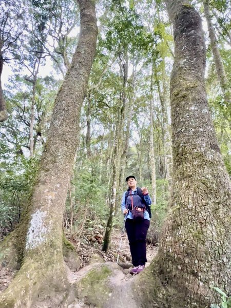 撒落一路楓紅-稍來山    2026.01.012976367