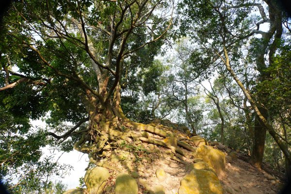 苗栗 三義 火炎山、南火炎山3020878