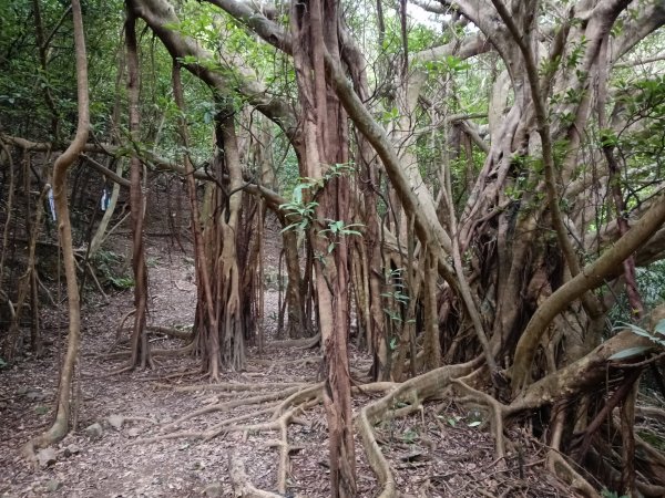 貢寮區蚊子坑古道+和美池+和美山+北勢坑古道2990882