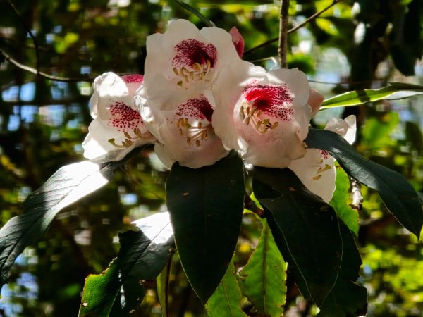 卓社大山〔武界栗栖溪登山口起登〕2748502