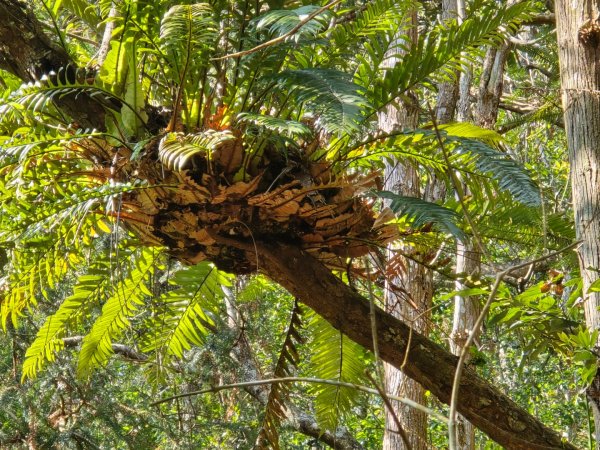 卓社大山〔武界栗栖溪登山口起登〕2748382
