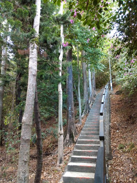 步道巡訪員 l 鯉魚山步道十二月巡訪日誌1212204