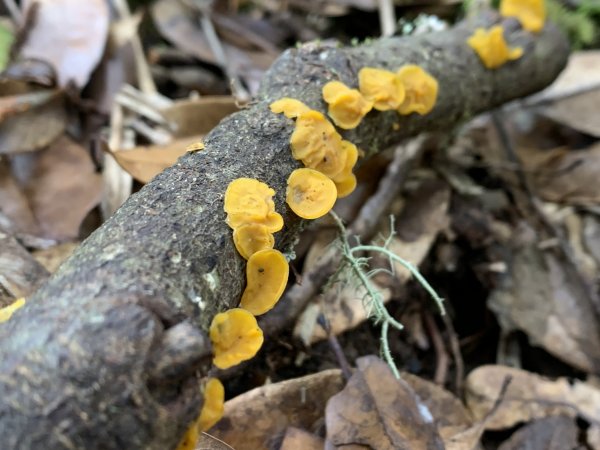 20240210高雄斯拉巴庫山2431523