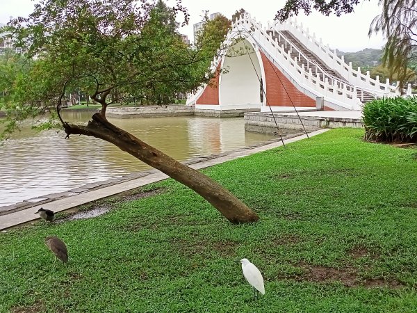 大溝溪生態治水園區、大湖公園 (防災公園) 【走路趣尋寶】1898045