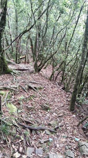 20230622 苗栗-雪見 東洗水山及北坑山 走走2193094