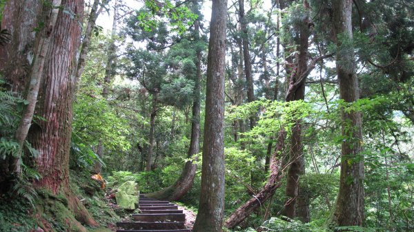 東眼山自導步道593518