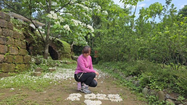 今年最美賞桐花秘境，瑪西賞桐步道，基隆七堵富民親水公園對岸。瑪陵坑溪秘境，台版亞馬遜雨林，苓蘭生態公2782122