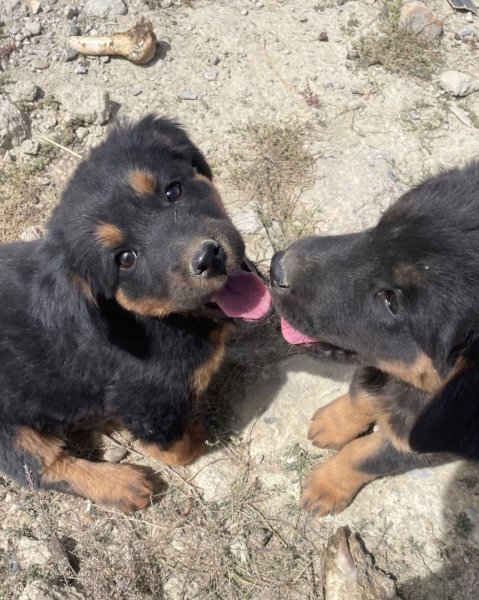 西藏♥️可愛動物🐎人物寫真/拉薩旅拍/美食2902918