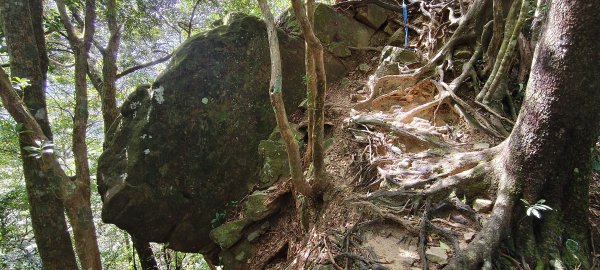 2025/10/10-水田林道上外鳥嘴山2911509