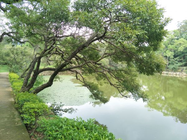 角板山公園環湖步道379871