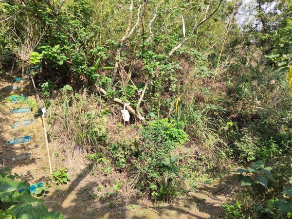 微笑山線：【天上山系】烘爐地土地公段：南勢角山2959347