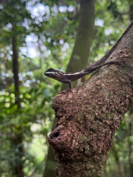 新竹五指山 - 指峰凌霄2768537