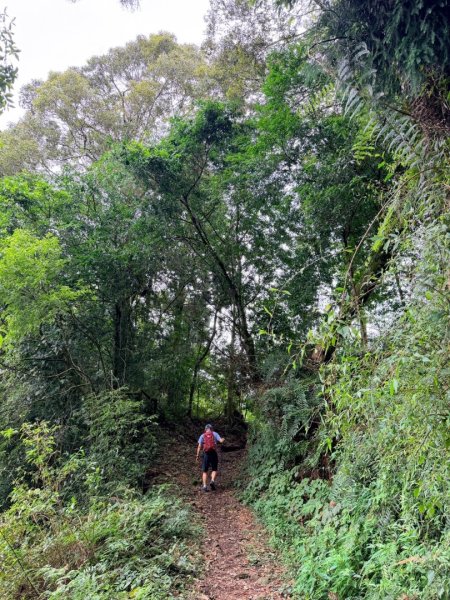 1150730嘉義大凍山之旅3092618