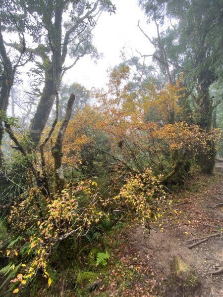 太平山 山毛櫸步道 霧氣金黃高氧量742417