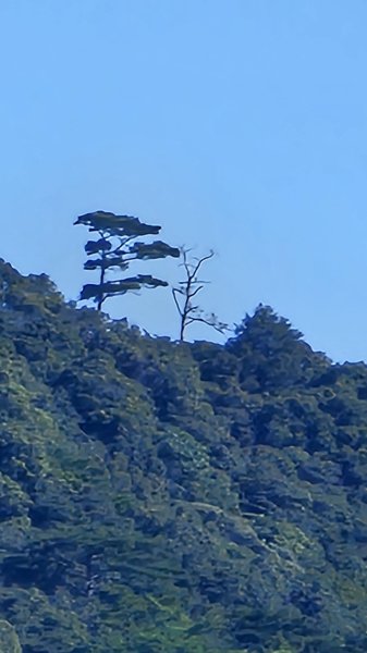 【細說大雪山木馬古道】橫嶺山、沙蓮山、笛吹山O繞2921096