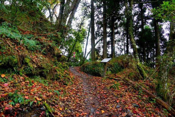 檜山巨木森林步道481500