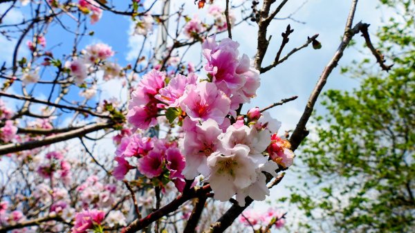 十八份拐圳,陽峰古道,花鐘3017692