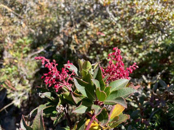 1141108-09桃山單攻2935963