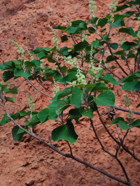 霧里乙部落-舊內文社-霧里乙山東北峰-霧里乙山-霧里乙南山-獅子頭山2766068