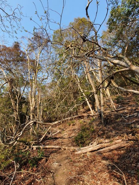 【丹大林道】卡社山&拉夫郞山西北峰1310470