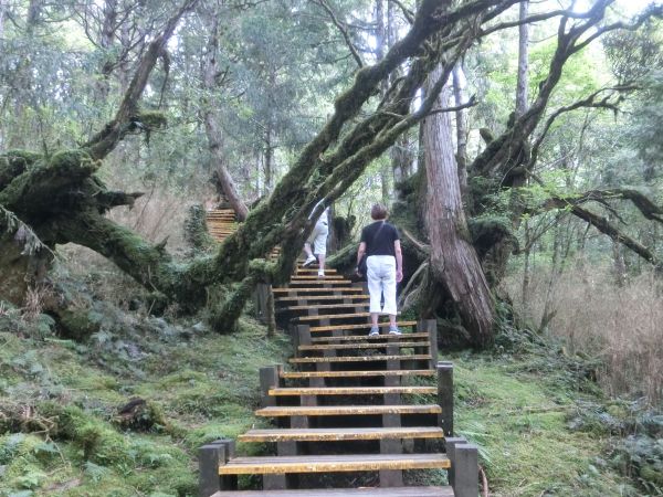 檜木原始林．鐵杉林自然步道380276