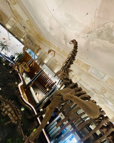 雨天備案💙 台灣博物館的古生代館-台大動植物館免費參觀-北投♨️季2799049