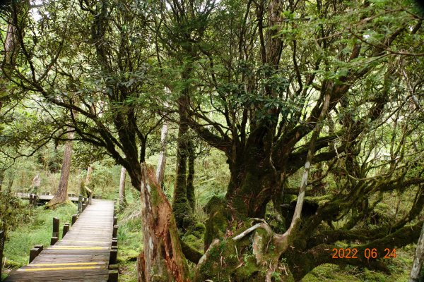 宜蘭 大同 太平山森林遊樂區 檜木原始林步道1743691