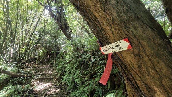 新北近郊小而美的賞景好路線野柳駱駝峰玉田古道O型2897878