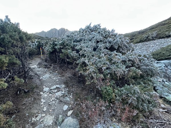 2024/12/20~12/22 帶76歲爸爸補考被山陀兒颱風趕下山~未竟的南玉山，2024完成玉山2675145