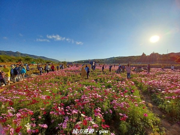 【苗栗銅鑼】健行賞花兩相宜。 銅鑼雙峰山x2023杭菊花季2355298