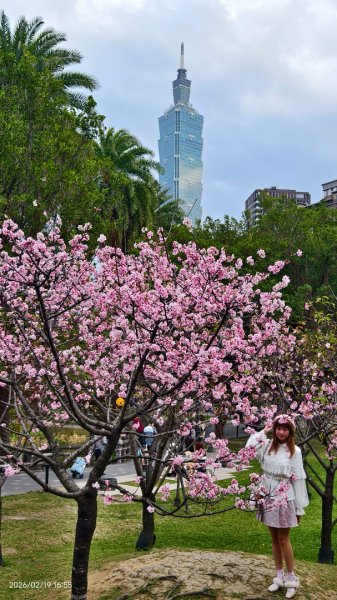 #虎山  #101大樓  #國父紀念館 #河津櫻 #中正紀念堂 2/193002659