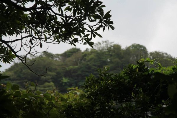 1031007硬漢嶺步道3098139