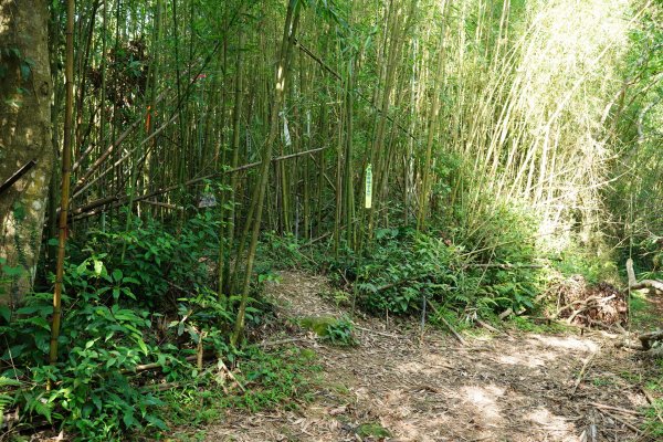 桃園 復興 枕頭山、阿姆坪山2794106