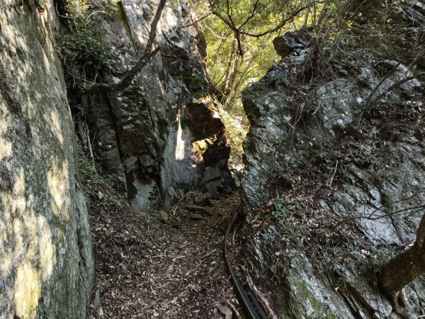 [玉山尋寶任務-07/12] 2025_0824 八通關雲龍瀑布步道2870630