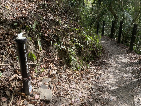 《雪山坑登山步道｜巨人之手森林秘境 Xueshankeng Hiking Trail & Giant2971105